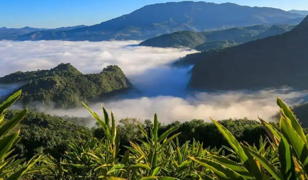 云南临沧：金融“活水”润一方茶香