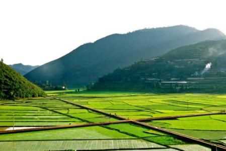 云南临沧：以茶为媒打造高原特色农产业