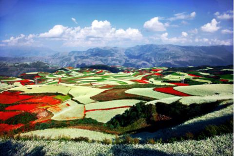 广西农垦获评15个区级现代特色农业示范区