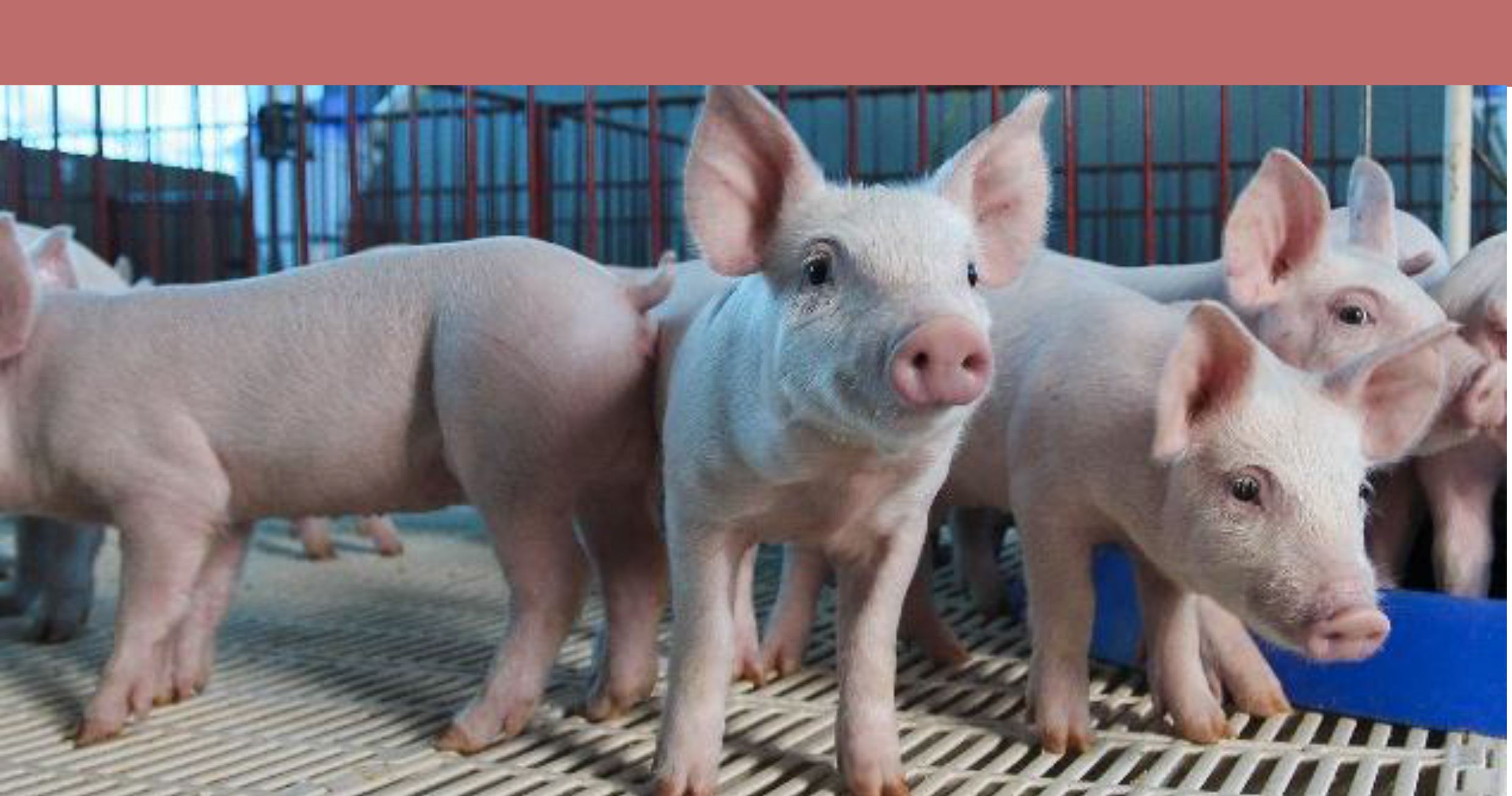 猪肉价格持续上涨 养殖户：有多少猪猪贩子都收
