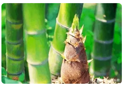 竹笋有哪些种植方法？