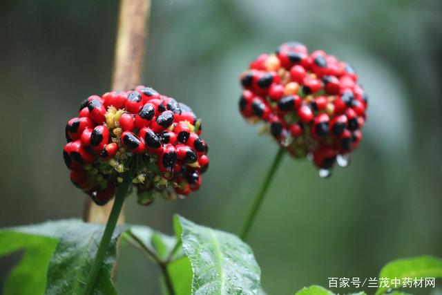 生长在云南大山深处的中药材金平人参和越南人参，你知道吗？