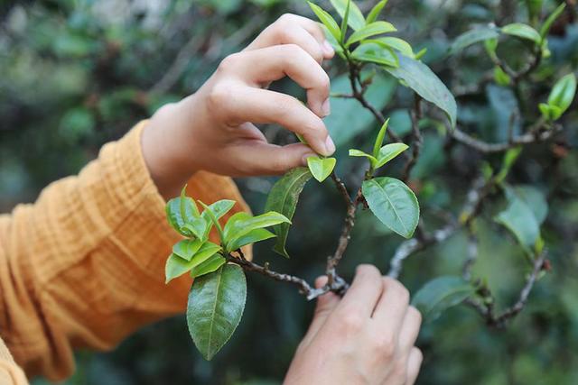 云南小叶种普洱茶山头有哪些?口感有何特点