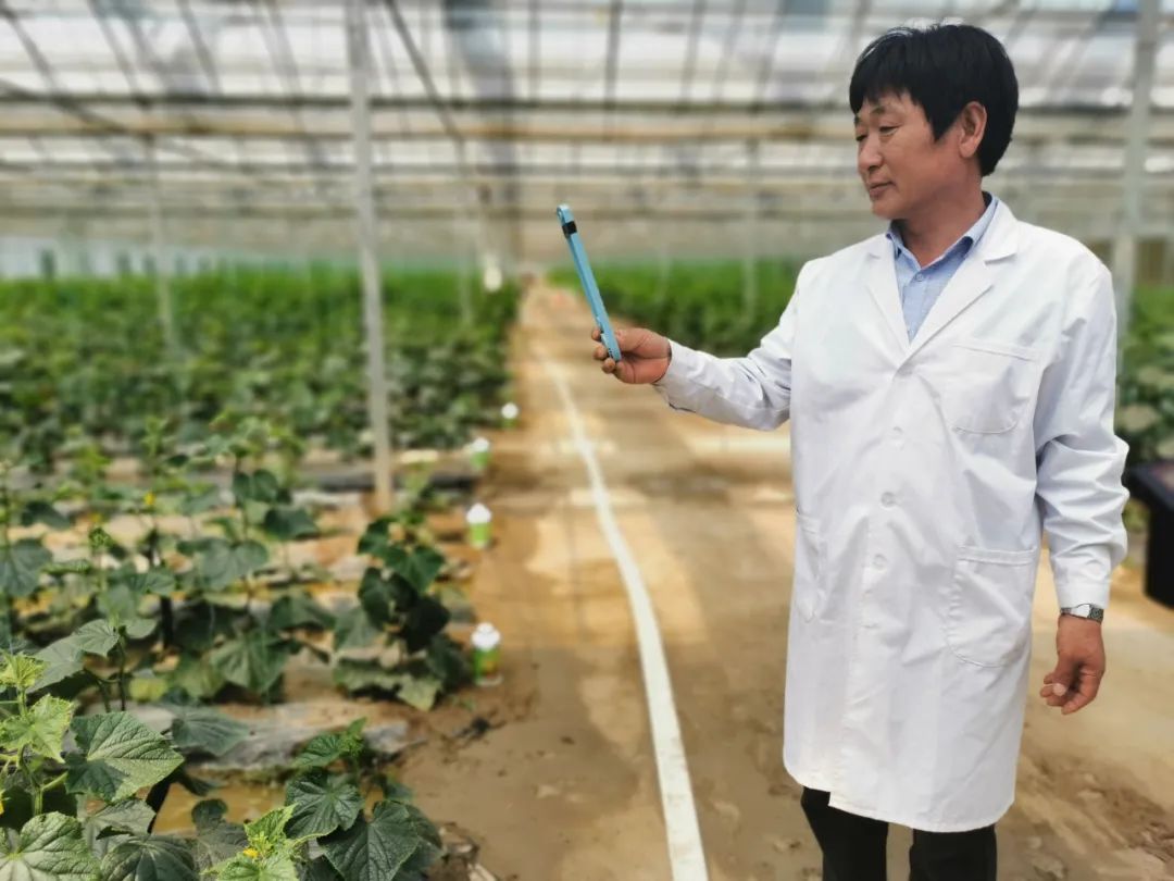 飞悦农业蔬菜种植技术员赵如海: "希望年轻人也能爱上农业!"