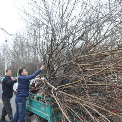 市園林處無償供苗活動圓滿結束 萬余株苗木一天就被市民領光