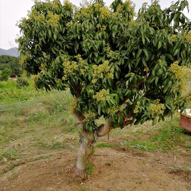 為什么種植的苗木一直不發芽，但是它又不死？值得收藏的專業答案