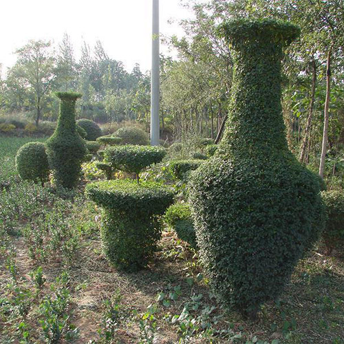 花瓶植物造型