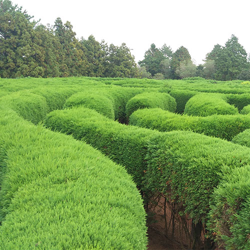 陜西林業(yè)確定推進苗木花卉產業(yè)發(fā)展重點