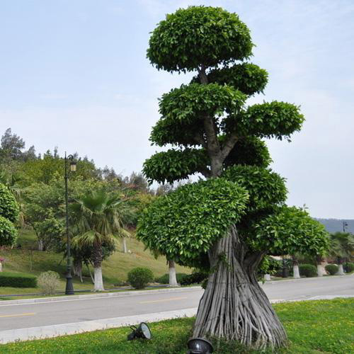 三沙開展島礁綠化植樹活動 已種植各類苗木250多萬株