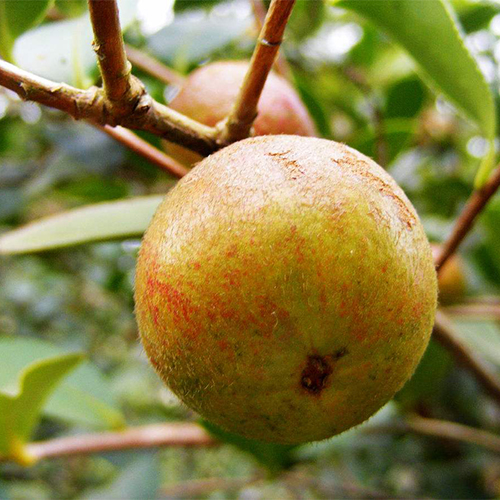 用油茶產業擎起“扶貧夢”