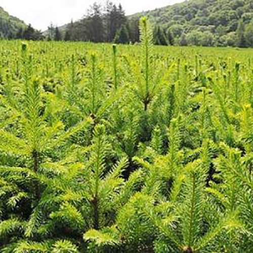 7萬株苗木8年只賣了100棵 告訴種植戶：滯銷原因找到了