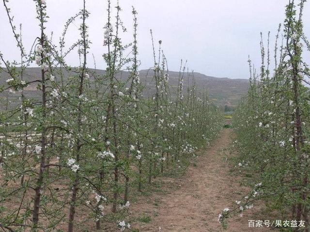 蘋果矮化苗定植后為何會變喬化？是假苗木？還是管理不到位導致？