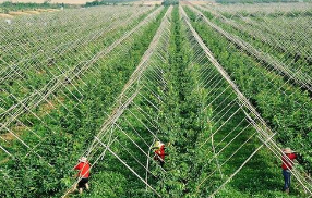 補植花卉苗木 增添夏日“清新”