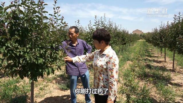 先進事跡報告｜王喜玲：苗木架起脫貧橋