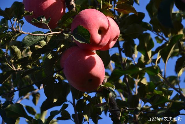 蘋果苗木怎么買？果農別再做韭菜，送上門去任人割