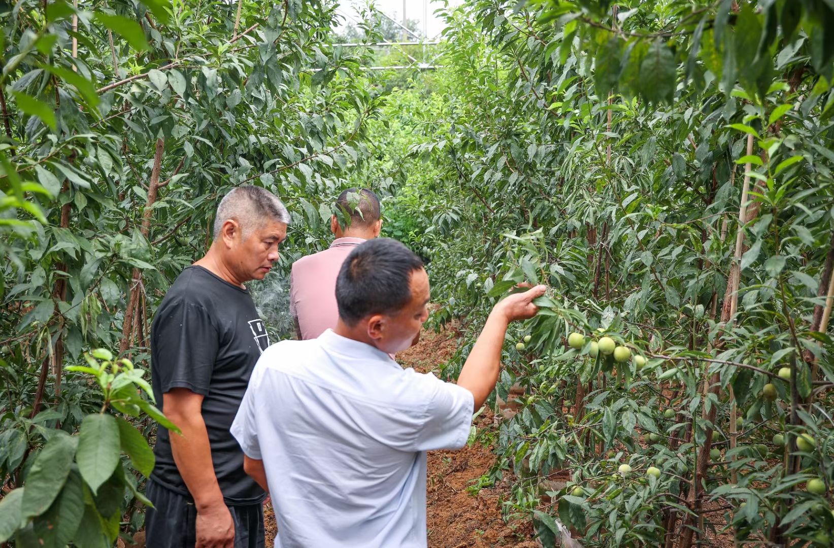 成都金堂客戶來苗木基地考察清泉蜜脆李苗為下半年做農(nóng)場做準(zhǔn)備