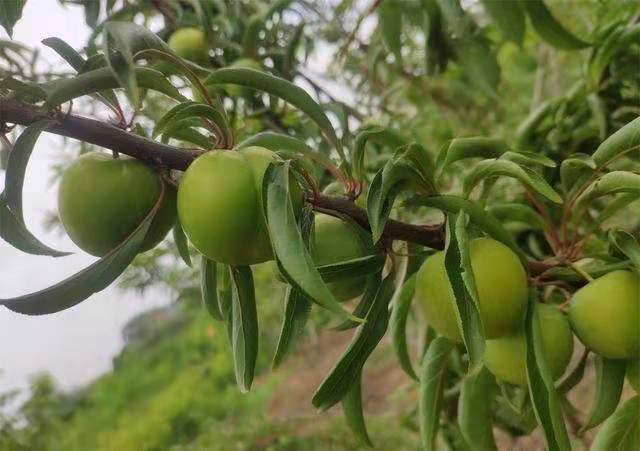 果樹苗批發基地 李子種苗批發 李子苗木