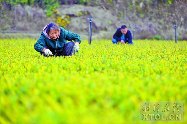 岳塘區昭山鎮玉屏村：苗木花卉產業激活“美麗經濟”