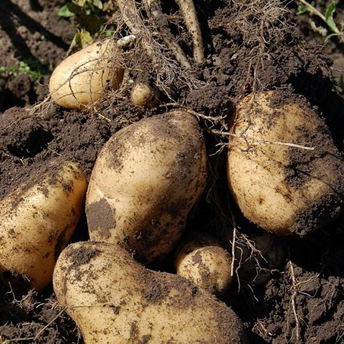 农科院专家认为：马铃薯是十全十美全营养食物