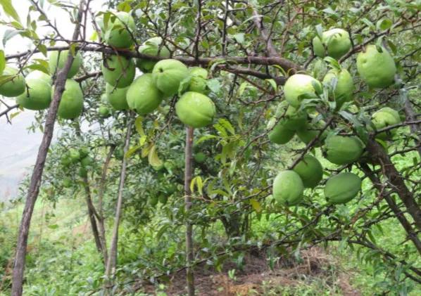 泸水佳梨农产品加工专业合作社： “酸果果”变成“金果果”