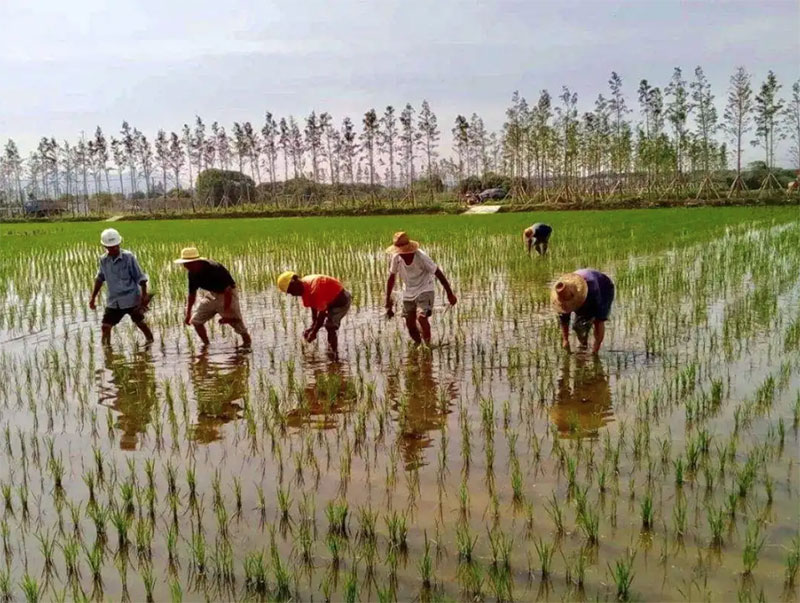 春耕正当时！怒江泸水市低海拔地区水稻种植全面展开