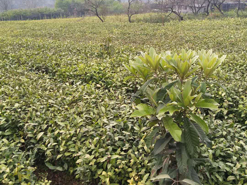 茶叶种植基地