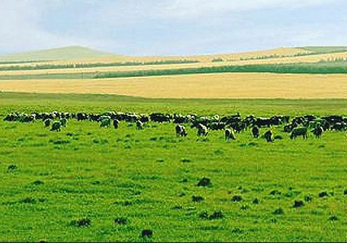 产业进步都与良种推广推动新疆畜牧业发展
