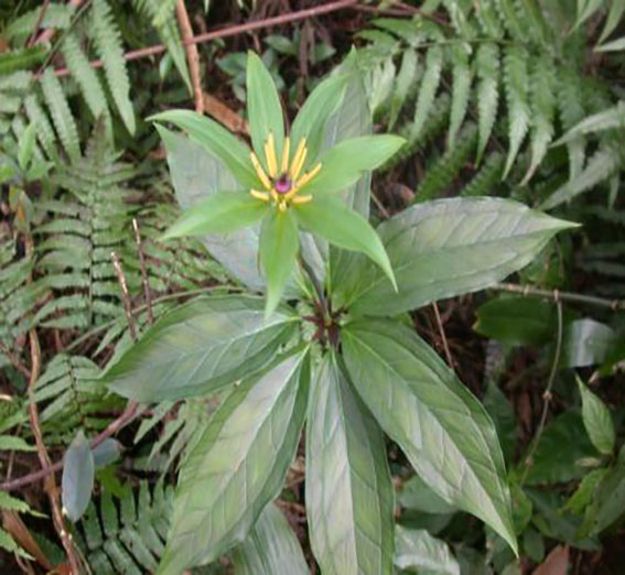 七叶一枝花重楼种植管理技术之病虫害防治