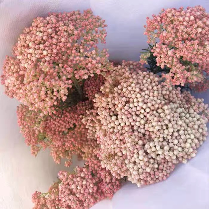 粉色小米花（可做干花）