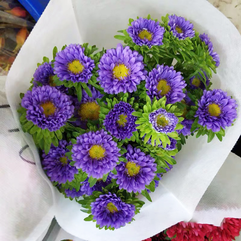 紫色翠菊