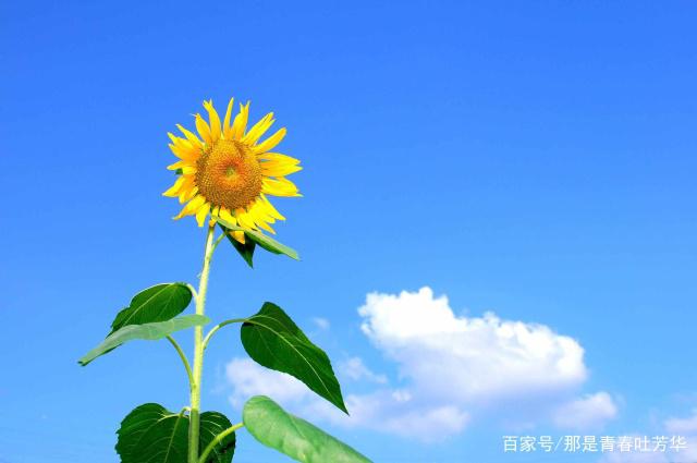 农村自酿酒为什么永远上不了台面，难道只能我们农民兄弟自己喝