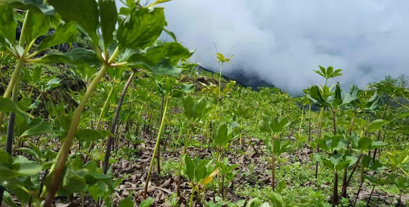 中草药天然种植基地