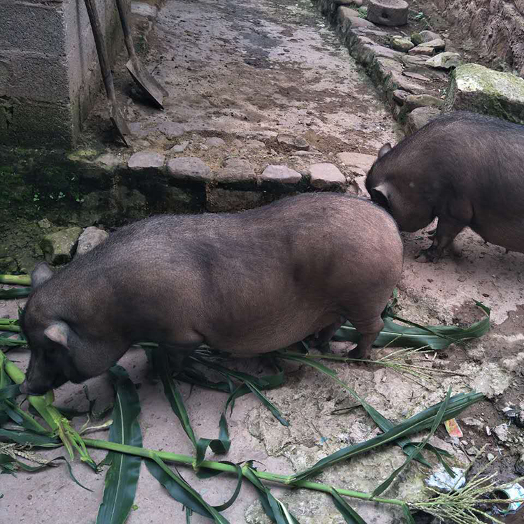 小耳猪-红河生态养殖网