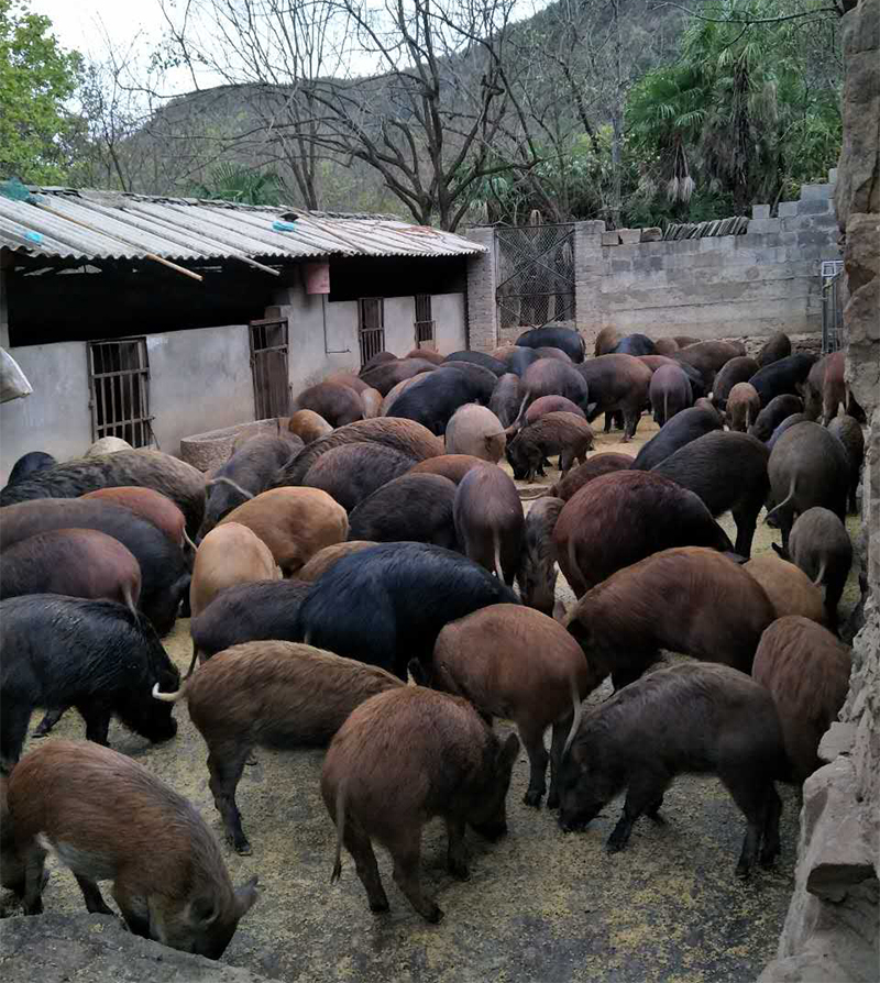 华森野猪-009-云南野猪养殖