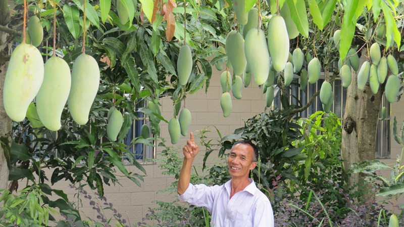 景东晚熟芒果