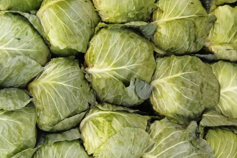 青甘蓝卷心菜