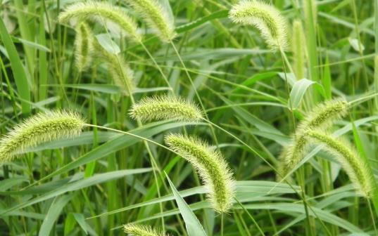 叶鞘松弛,无毛或疏具柔毛或疣毛;叶舌极短;叶片扁平,长三角状狭披针形