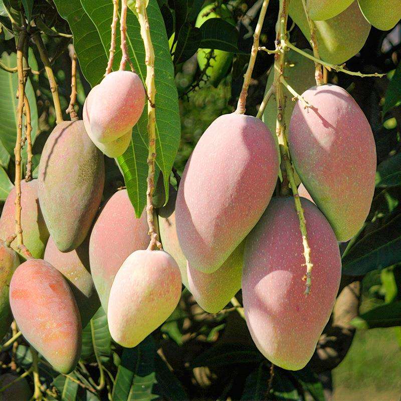 元江金凤凰芒果——好吃到停不下来