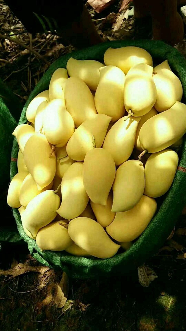 才剥开"元江鹰嘴芒"的果皮芒果的果香就立刻浓郁起来