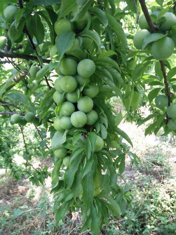 诱惑难挡!这酸脆的三月李看着直流口水~ 酸爽又带劲,错过等一年
