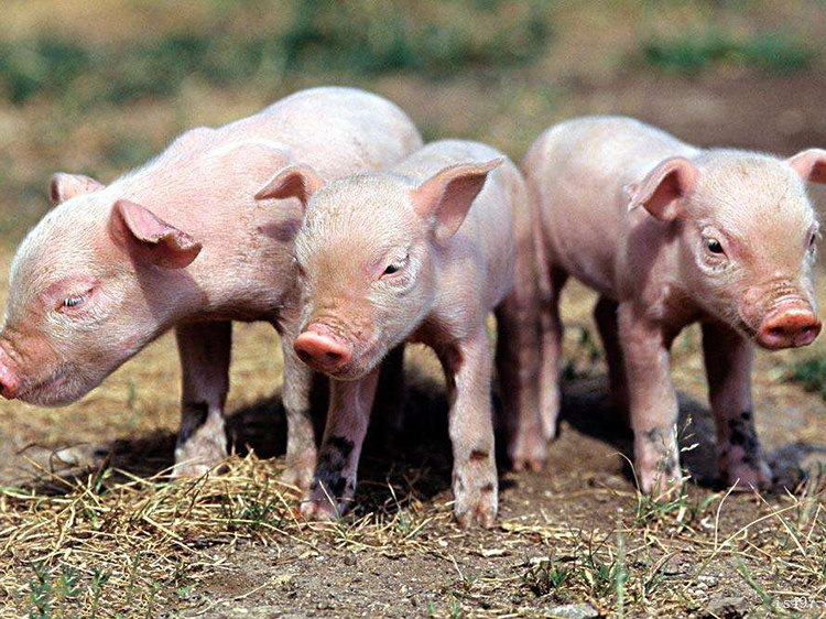 不见猪儿跑 但闻年猪香